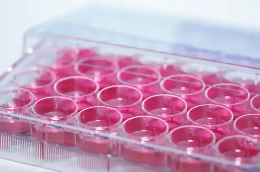 [T106017] Equine IFNg ELISA Kit